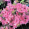 Rhododendron (AJ) Plant - Madame van Hecke