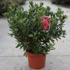 Rhododendron (AJ) Plant - Moederkensdag