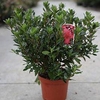 Rhododendron (AJ) Plant - Moederkensdag