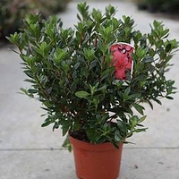Rhododendron (AJ) Plant - Moederkensdag