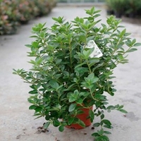 Rhododendron (AJ) Plant - Palestrina