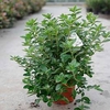Rhododendron (AJ) Plant - Palestrina