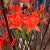Rhododendron (AM) Plant - Koningin Emma