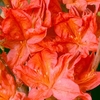 Rhododendron (AM) Plant - Kosters Brilliant Red