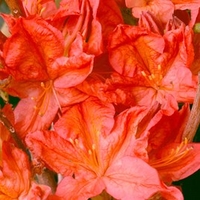 Rhododendron (AM) Plant - Kosters Brilliant Red
