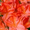 Rhododendron (AM) Plant - Kosters Brilliant Red