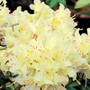 Rhododendron Dwarf Plant - Princess Anne