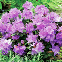 Rhododendron Dwarf Plant - Ramapo
