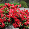 Rhododendron Dwarf Plant - Scarlet Wonder