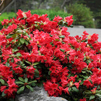 Rhododendron Dwarf Plant - Scarlet Wonder
