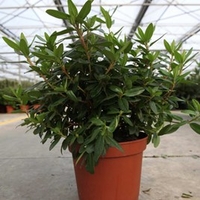 Rhododendron Gristede