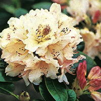 Rhododendron Inkarho Bellini Plant