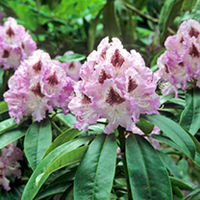 Rhododendron Inkarho Blue Peter Plant