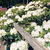 Rhododendron Inkarho Fragrant White Plant