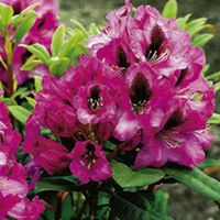 Rhododendron Inkarho Kokardia Plant