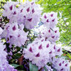 Rhododendron Inkarho Plant - Blue Peter