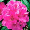 Rhododendron Inkarho Plant - Old Port