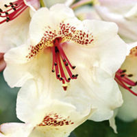 Rhododendron Inkarho Plant - Whisky