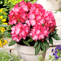 Rhododendron Inkarho Yak - Fantastica