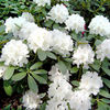 Rhododendron Inkarho Yak - Snow Crown