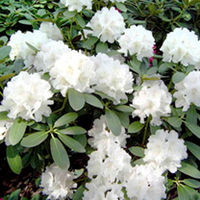 Rhododendron Inkarho Yak - Snow Crown