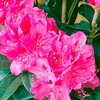 Rhododendron Plant - Anah Kruschke