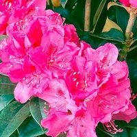 Rhododendron Plant - Anah Kruschke