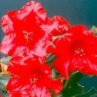 Rhododendron Plant - Baden-Baden