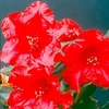 Rhododendron Plant - Baden-Baden