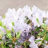 Rhododendron Plant - Blue Tit