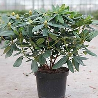 Rhododendron Plant - Catawb. Grandiflorum