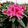 Rhododendron Plant - Cosmopolitan