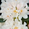 Rhododendron Plant - Cunningham
