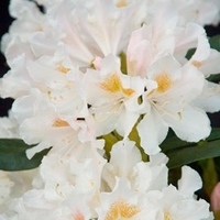 Rhododendron Plant - Cunningham