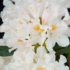 Rhododendron Plant - Cunningham