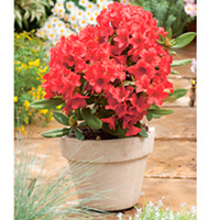 Rhododendron Plant - Dopey