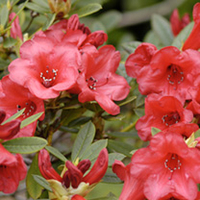 Rhododendron Plant - Elizabeth
