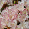 Rhododendron Plant - Ginny Gee