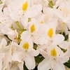 Rhododendron Plant - Madame Masson