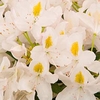 Rhododendron Plant - Madame Masson