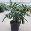 Rhododendron Plant - Marcel Menard
