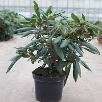 Rhododendron Plant - Marcel Menard