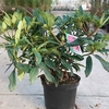 Rhododendron Plant - Marie Forte