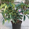 Rhododendron Plant - Marie Forte