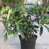 Rhododendron Plant - Marie Forte