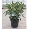 Rhododendron Plant - Nova Zembla