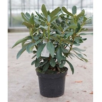 Rhododendron Plant - Nova Zembla