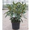 Rhododendron Plant - Nova Zembla