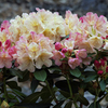 Rhododendron Plant - Percy Wiseman