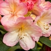 Rhododendron Plant - Percy Wiseman